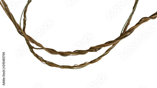 Fotografiet Twisted jungle vines, tropical rainforest liana plant isolated on white background, clipping path included