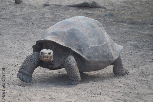 Giant Tortoise Walking - Galapagos Islands