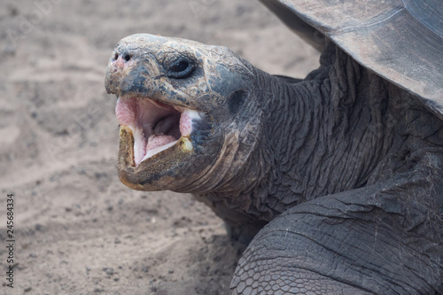 Giant Tortoise - Galapagos islands photo