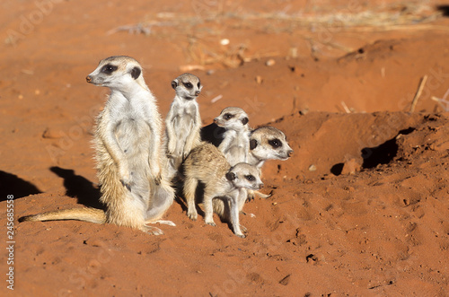 Suricate or Meerkat (Suricata suricatta), Africa, Namibia, Hardap, Kalahari photo