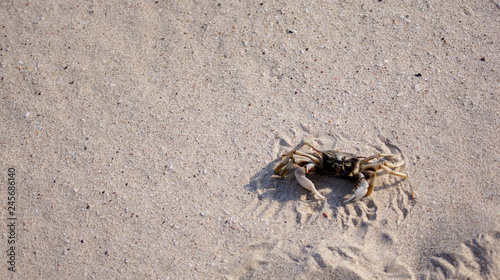 summer crab