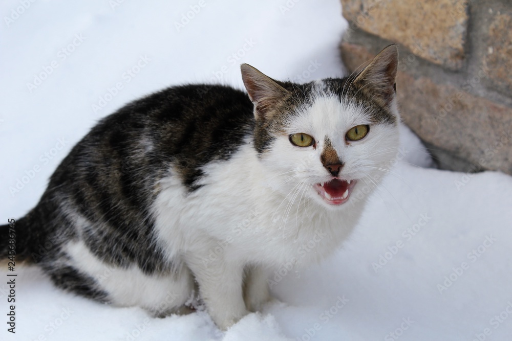cat in snow.