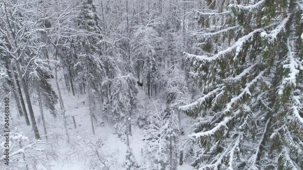 Moose walking in snowy forest aerial view Moose walking in snowy forest aerial view
