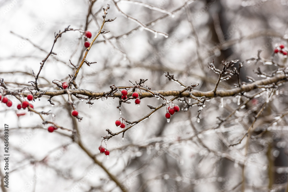 Red rosehip berries and tree branches covered with ice after freezing rain