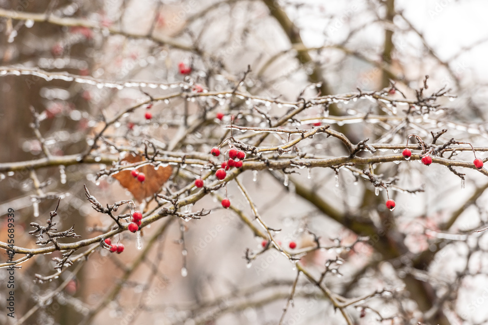 Red rosehip berries and tree branches covered with ice after freezing rain Red rosehip berries and tree branches covered with ice after freezing rain