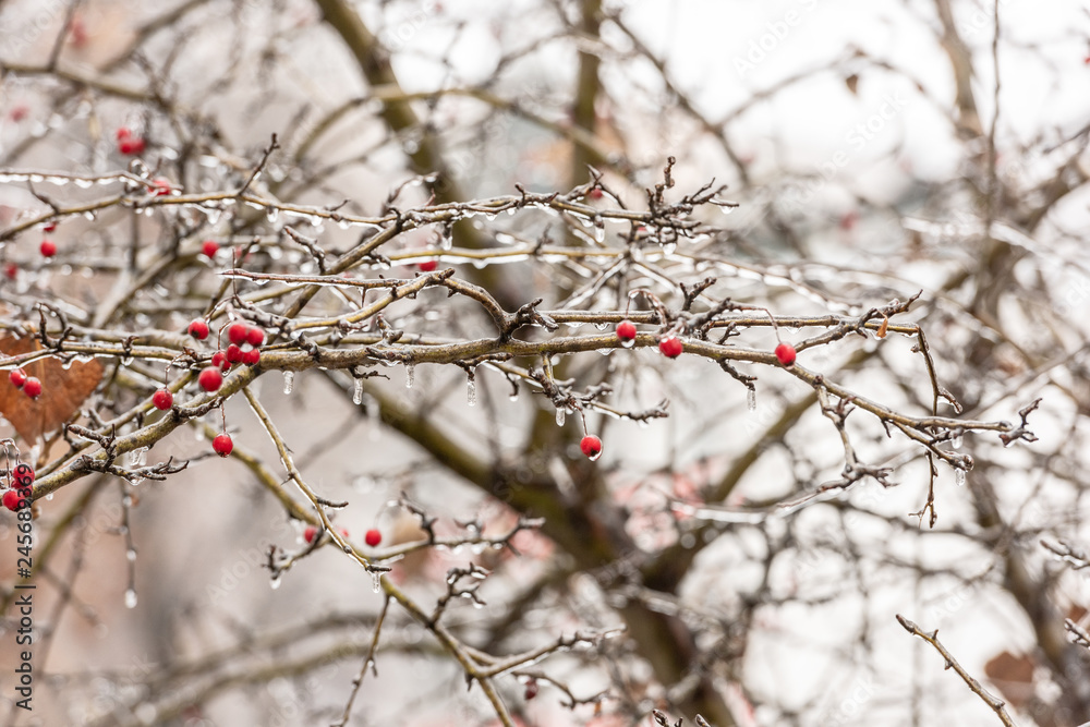 Red rosehip berries and tree branches covered with ice after freezing rain