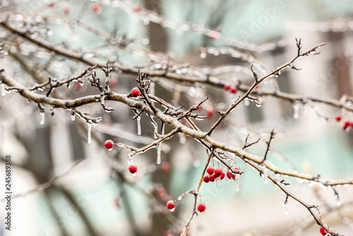 Red rosehip berries and tree branches covered with ice after freezing rain