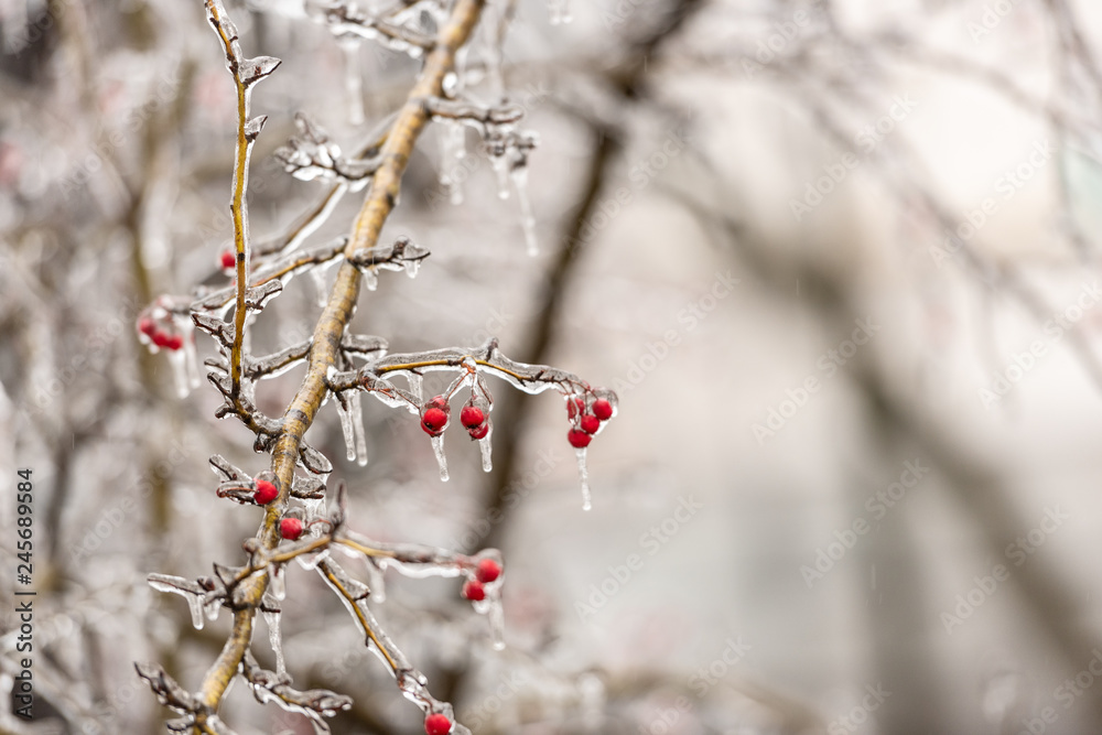 Red rosehip berries and tree branches covered with ice after freezing rain
