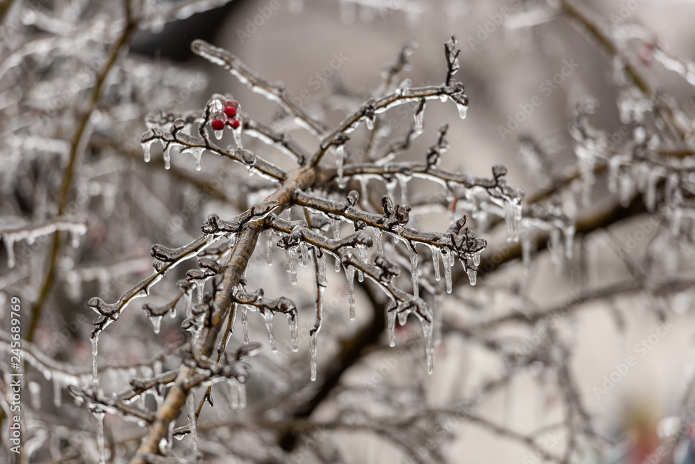Red rosehip berries and tree branches covered with ice after freezing rain Red rosehip berries and tree branches covered with ice after freezing rain
