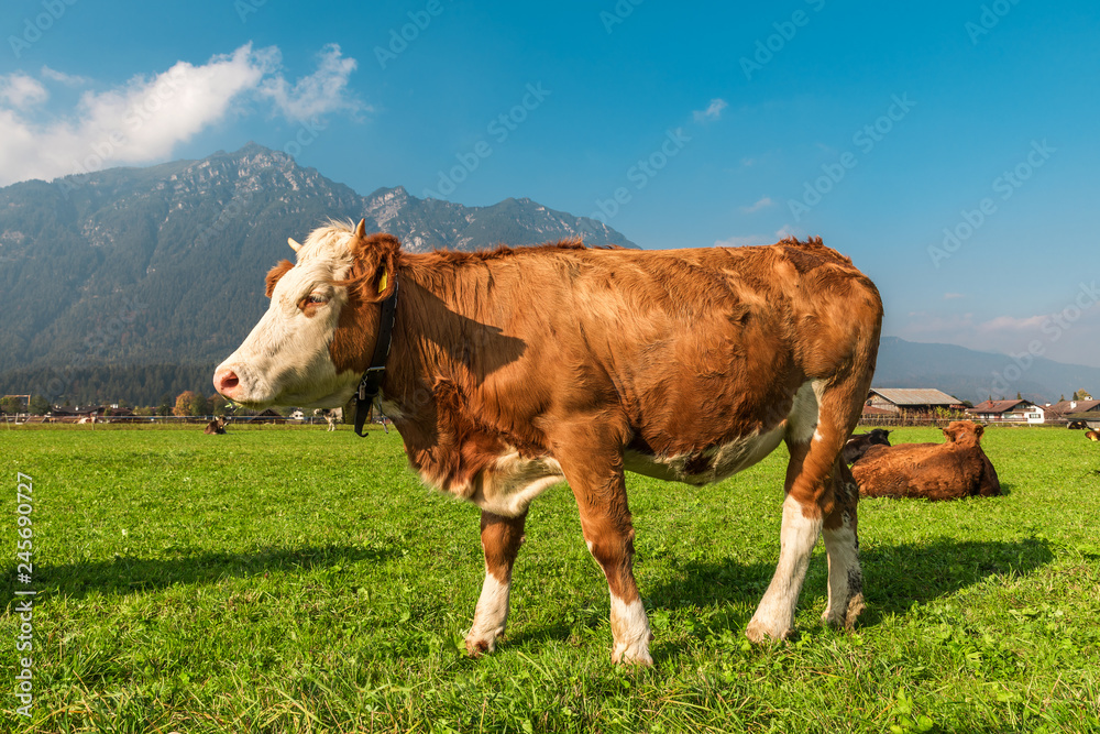 Brown and white cow standing on the meadow in Bavarian Alps, Germany Brown and white cow standing on the meadow in Bavarian Alps, Germany