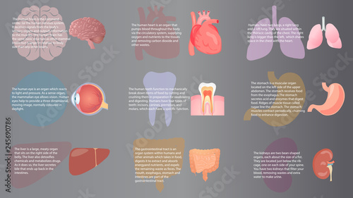 Internal organs functions vector design. Set of vital human organs on the dark background