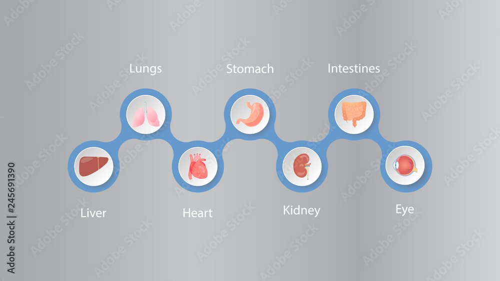 Human organs infografic vector design. Vital internal organs of the human body: liver, heart, lungs, stomach, kidney, intestines, eye colored banner Human organs infografic vector design. Vital internal organs of the human body: liver, heart, lungs, stomach, kidney, intestines, eye colored banner