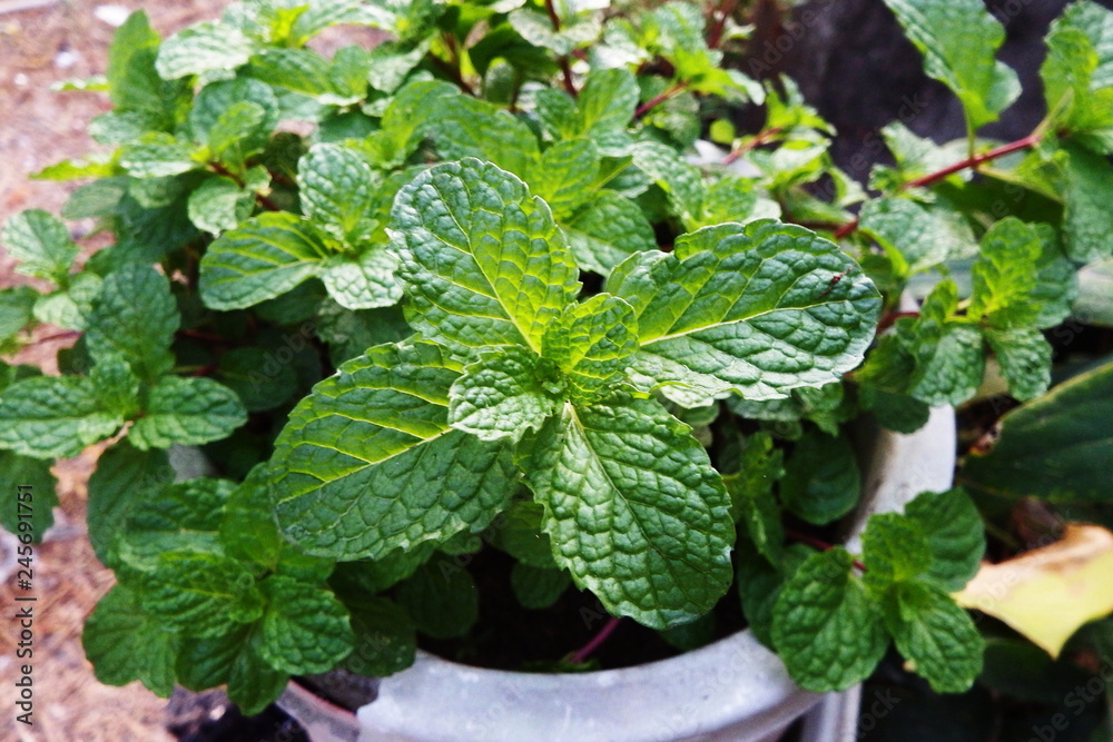 Peppermint is a useful plant for food ? medicine and toothpaste. Peppermint is a useful plant for food ? medicine and toothpaste.