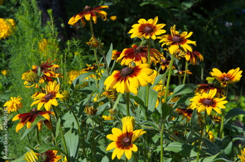 Blooming Rudbeckiа flowers in the summer garden on a Sunny day photo