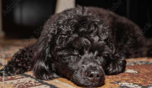 Little black young toy poodle pet on the bed