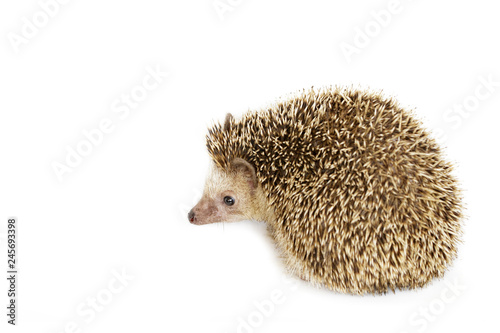 Image of small hedgehog isolated on white background. Wild Animals.