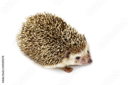 Image of small hedgehog isolated on white background. Wild Animals.