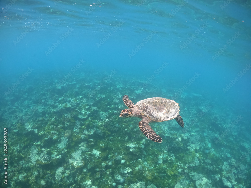 Obraz premium Turtles