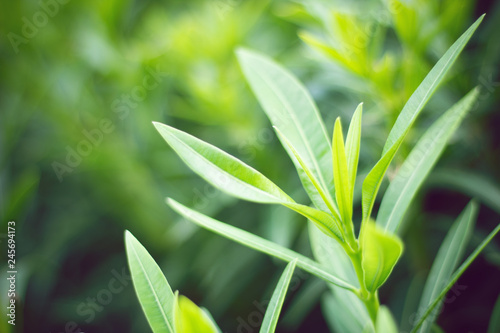 green leaf with herbal concept with nature plant