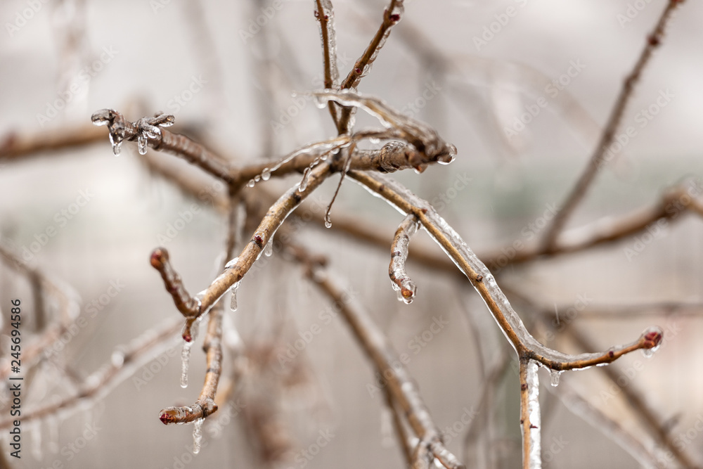 Frozen plants covered in a thick layer of ice after a winter ice storm with freezing rain Frozen plants covered in a thick layer of ice after a winter ice storm with freezing rain
