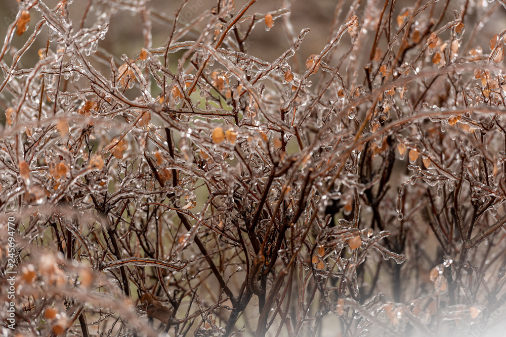 Frozen plants covered in a thick layer of ice after a winter ice storm with freezing rain