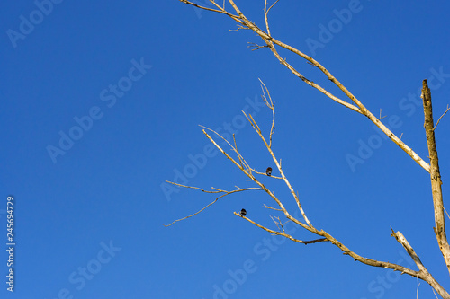 Tree branches without leaves on blue sky background.