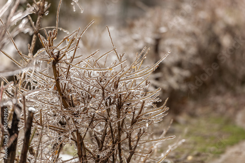 Frozen plants covered in a thick layer of ice after a winter ice storm with freezing rain