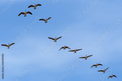 Canada Geese in flight