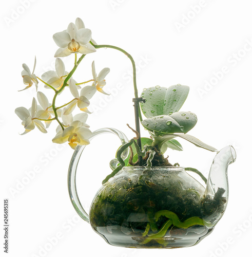 Fototapeta Naklejka Na Ścianę i Meble -  The original placement of the orchid in a transparent glass teapot. Blooming white phaleaenopsis orchid isolated on white background.