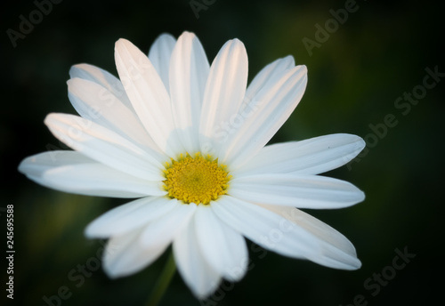 white daisy flower