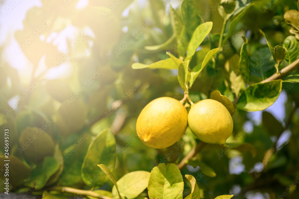 Ripe Lemons or Growing Lemon, Bunch of fresh lemon on a lemon tree branch in sunny garden.