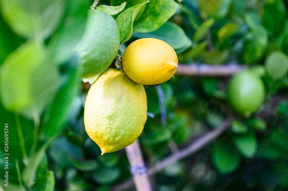 Ripe Lemons or Growing Lemon, Bunch of fresh lemon on a lemon tree branch in sunny garden.