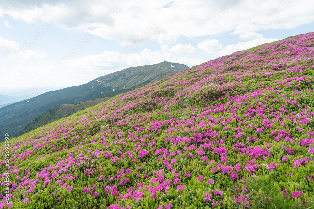 Summer in the mountains, flowering of the Carpathian flowers on the ridges.