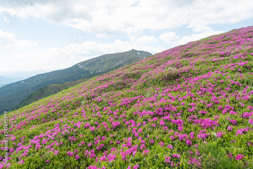 Summer in the mountains, flowering of the Carpathian flowers on the ridges.