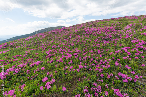 Summer in the mountains  flowering of the Carpathian flowers on the ridges.