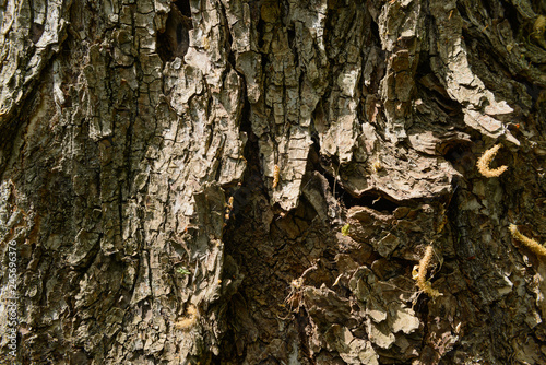 surface texture of the bark of a large old tree