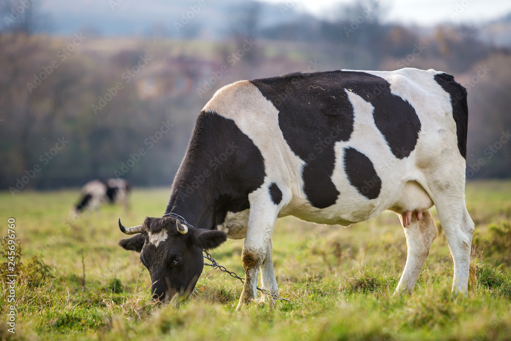 Nice healthy white and black cow with big udder grazing in green pasture field fresh grass on bright sunny day on blurred green trees background. Farming and agriculture concept