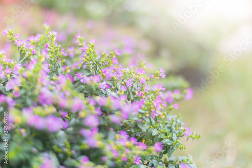 False heather, Elfin herb., Littlel flower, purple daisies with little green leaf, spring season natural background. photo