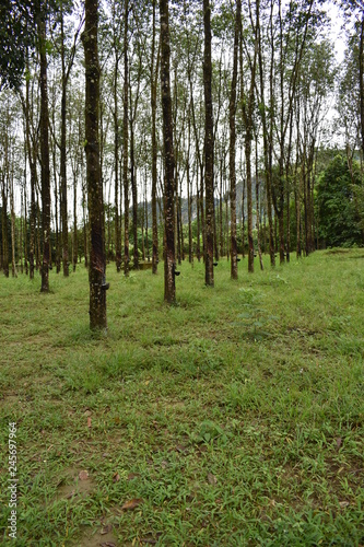 Fototapeta Naklejka Na Ścianę i Meble -  Rubber plantation with rubber trees in Thailand, Asia