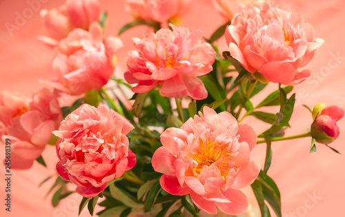 Fototapeta Naklejka Na Ścianę i Meble -  Fresh coral peony flowers for holiday