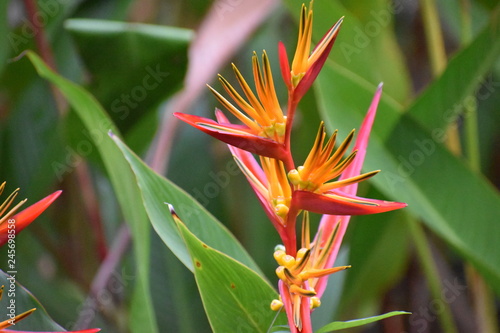 Exotic red orange flower in a palm tree in Thailand, Asia