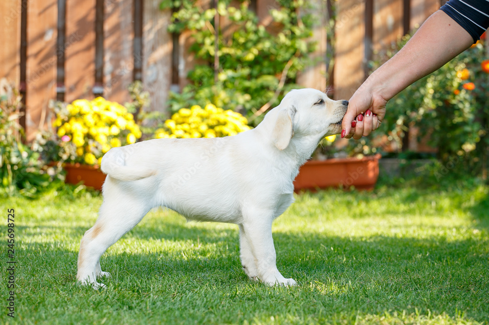 Labrador puppies of black and white in the summer are played on the lawn Labrador puppies of black and white in the summer are played on the lawn