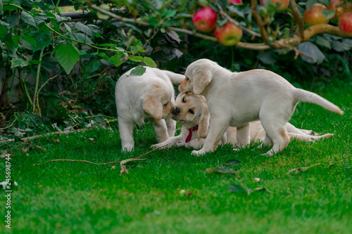 Labrador puppies of black and white in the summer are played on the lawn © allamaistrenko