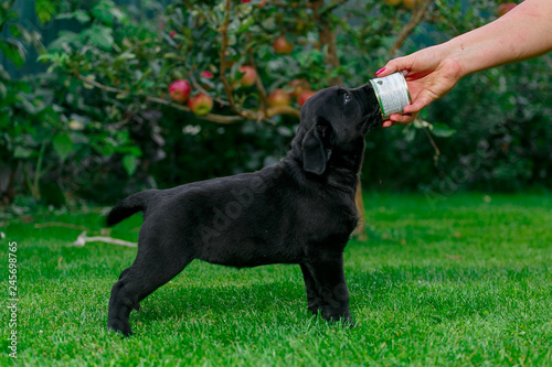 Labrador puppies of black and white in the summer are played on the lawn