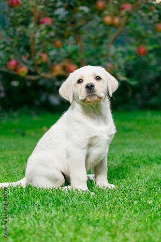 Labrador puppies of black and white in the summer are played on the lawn