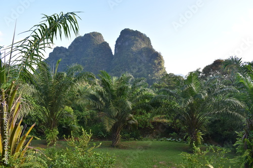 Mountains and palm trees in a garden in Khao Sok National Park in Thailand, Asia