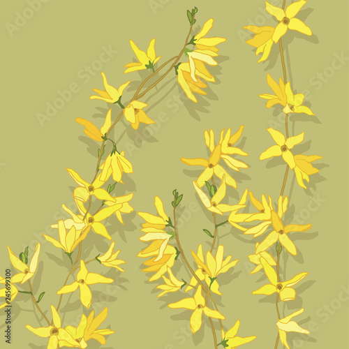  Forsythia.Spring flowers. Yellow flowering shrub. Garden plants. Botanical illustration. Yellow spring forsythia branches.