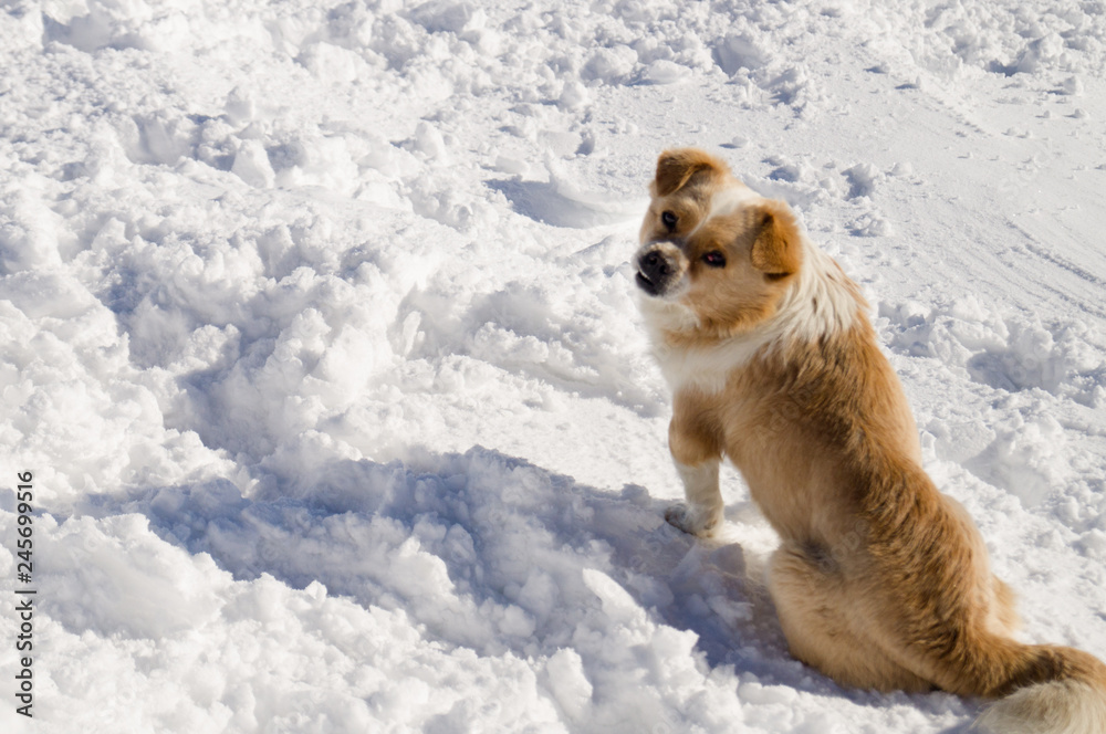 Winter adventures. Dog. Carpathians. Ukraine. Winter adventures. Dog. Carpathians. Ukraine.