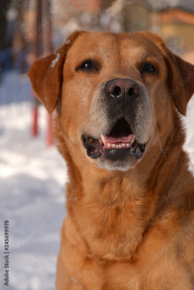 Happy labrador dog enjoying at sunny winter day at city park