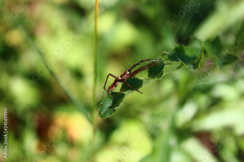 Canvas Print Spinne auf Blättern